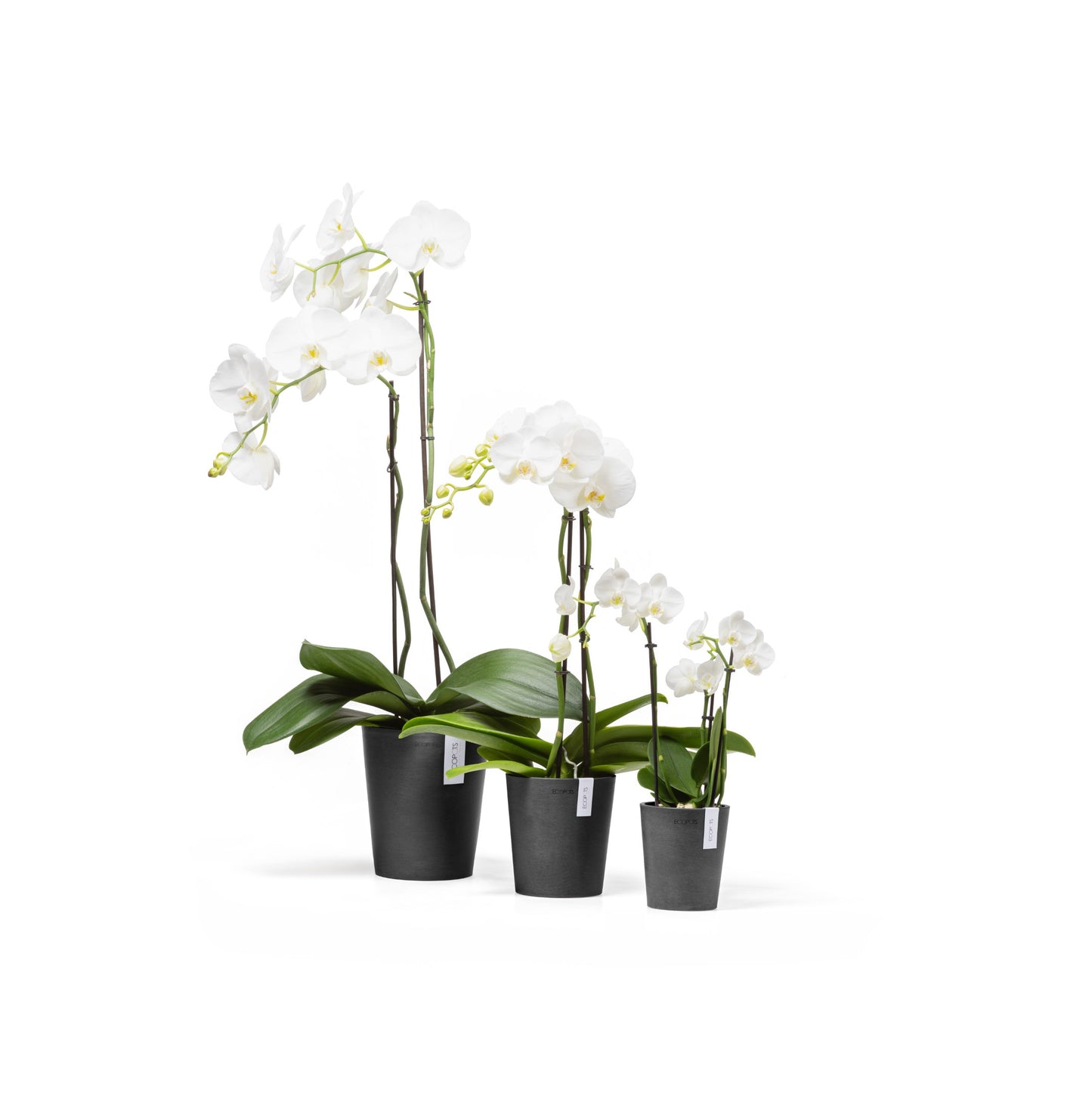 Kruka Morinda 11cm mörkgrå