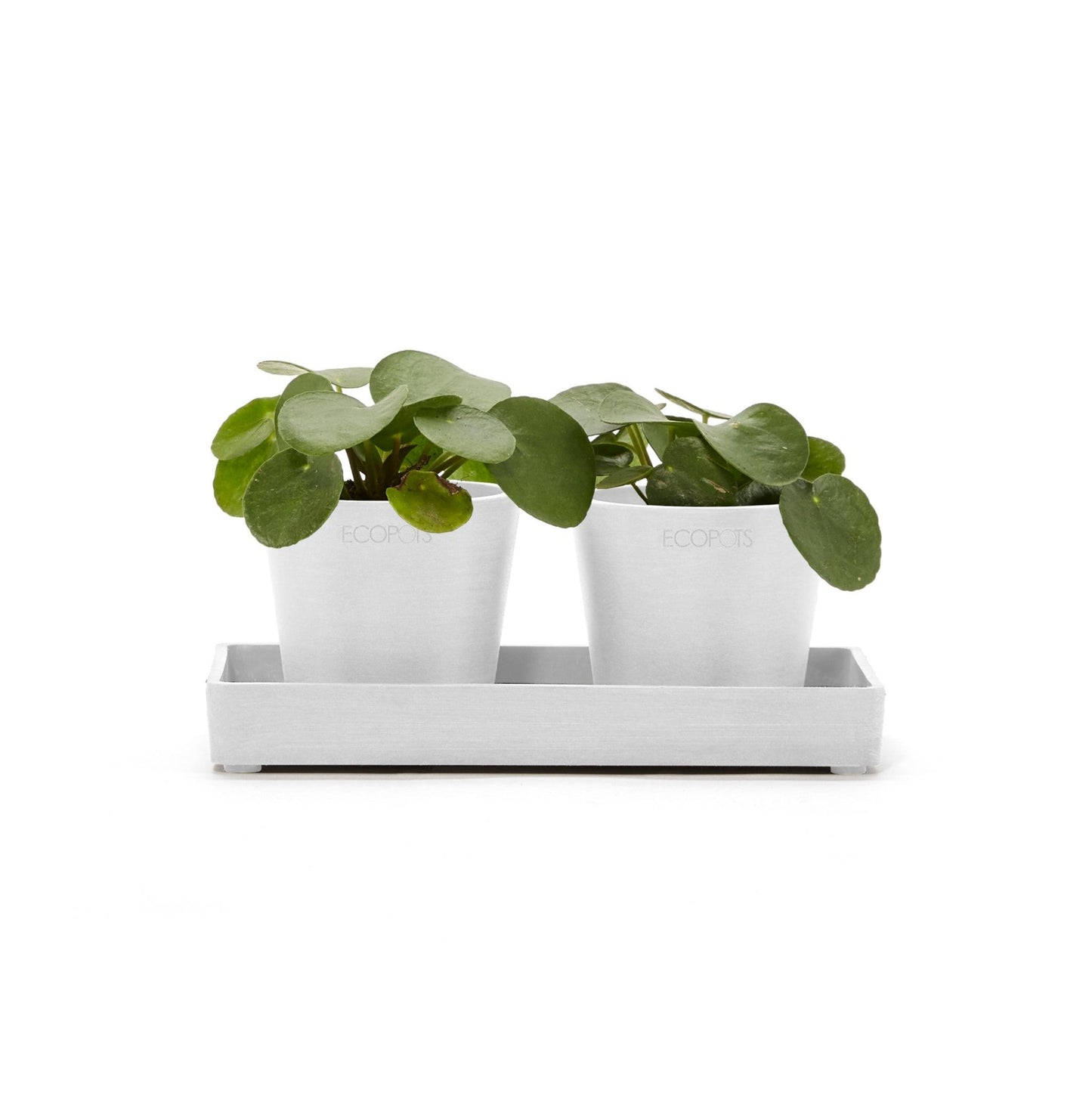 Kukkaruukku - Ecopots - Kukkaruukku esillepanotarjotin 20cm valkoinen - Ecopots - Uuden aikakauden kukkaruukku kierrätysmateriaalista