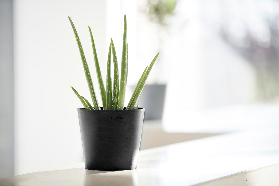 Huonekasvi Ecopots Amsterdam -ruukussa