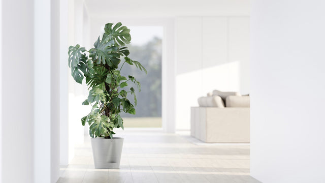 Peikonlehti itsekastelevassa Ecopots Venetsia 2.0 -ruukussa