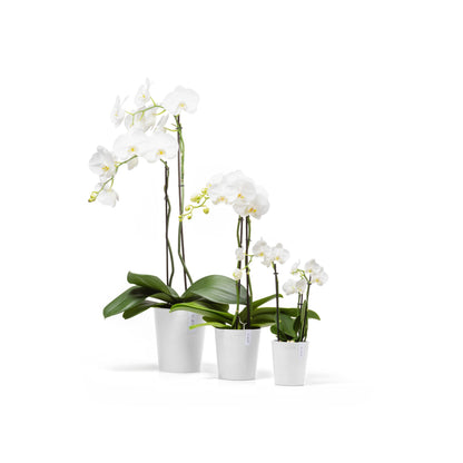 Kukkaruukku Morinda 11cm valkoinen – koko mallisto