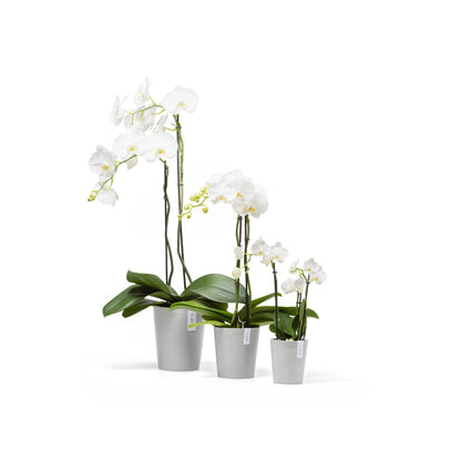 Kukkaruukku Morinda 11cm valkoharmaa – koko mallisto