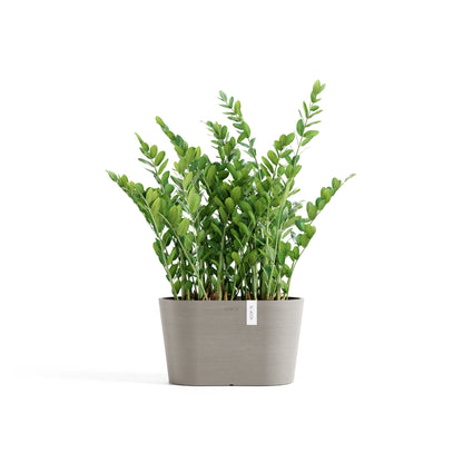 Kukkaruukku Tokio 30cm taupe – kasvin kanssa
