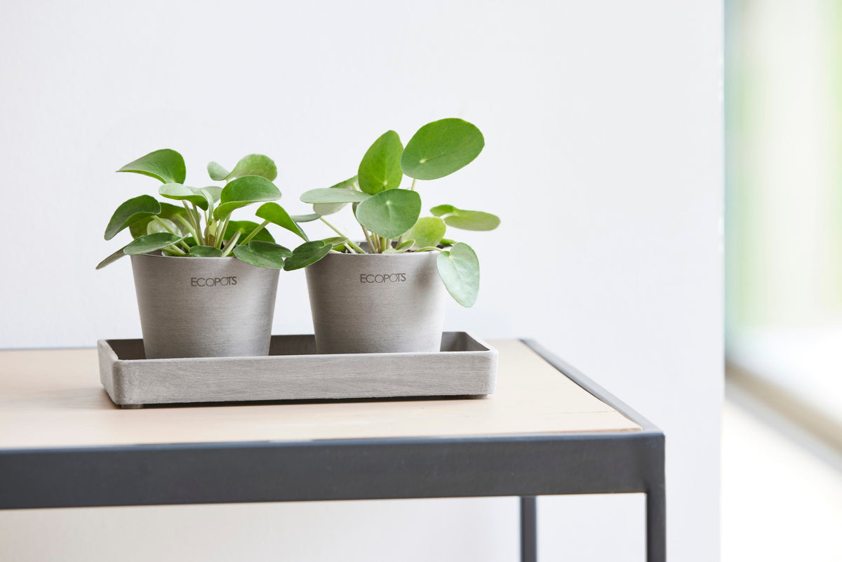Kukkaruukku esillepanotarjotin 25cm taupe – tunnelmakuva