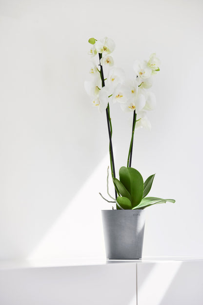 Kukkaruukku Morinda 11cm siniharmaa – tunnelmakuva