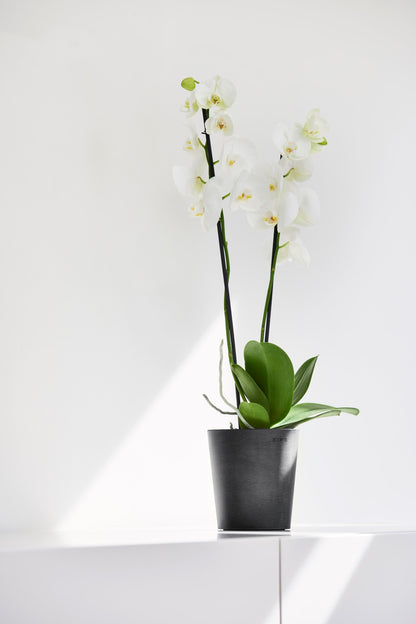 Kukkaruukku Morinda 14cm tummanharmaa – tunnelmakuva