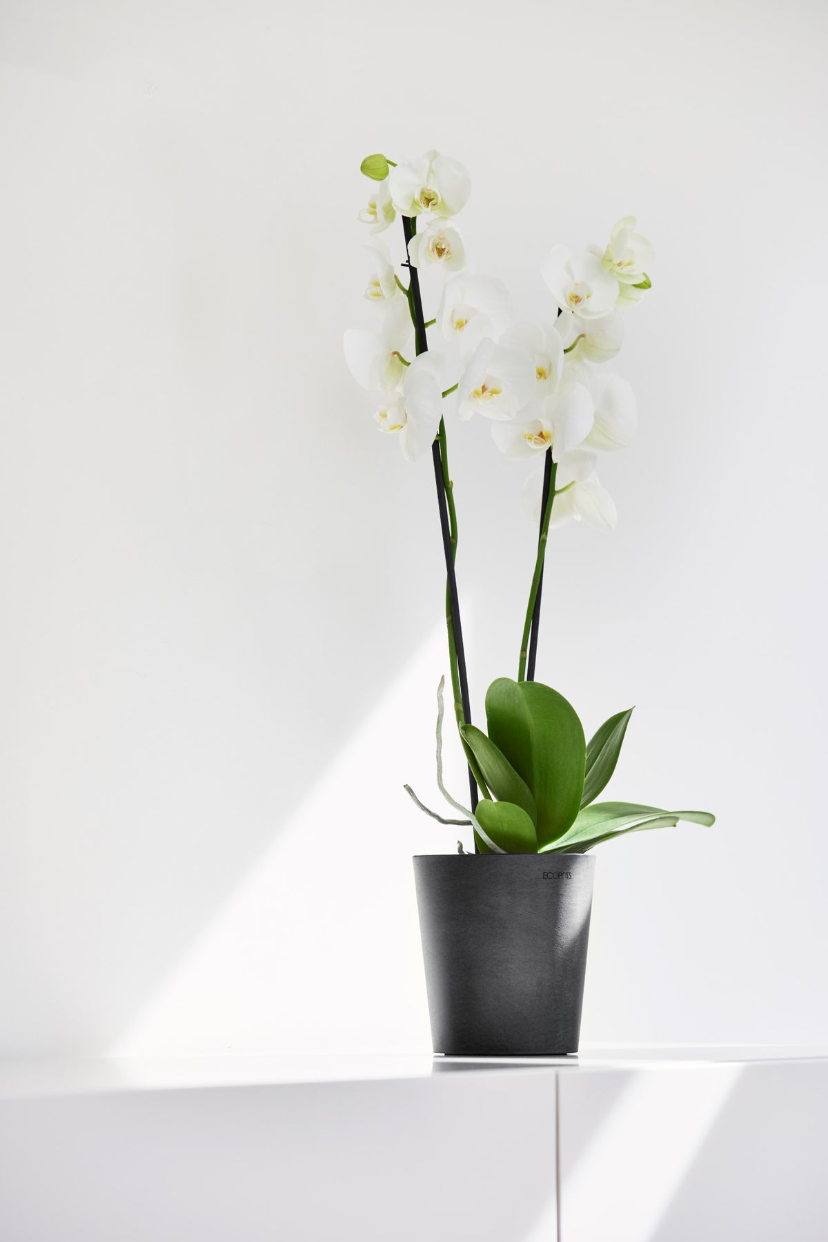 Kukkaruukku Morinda 17cm tummanharmaa – tunnelmakuva