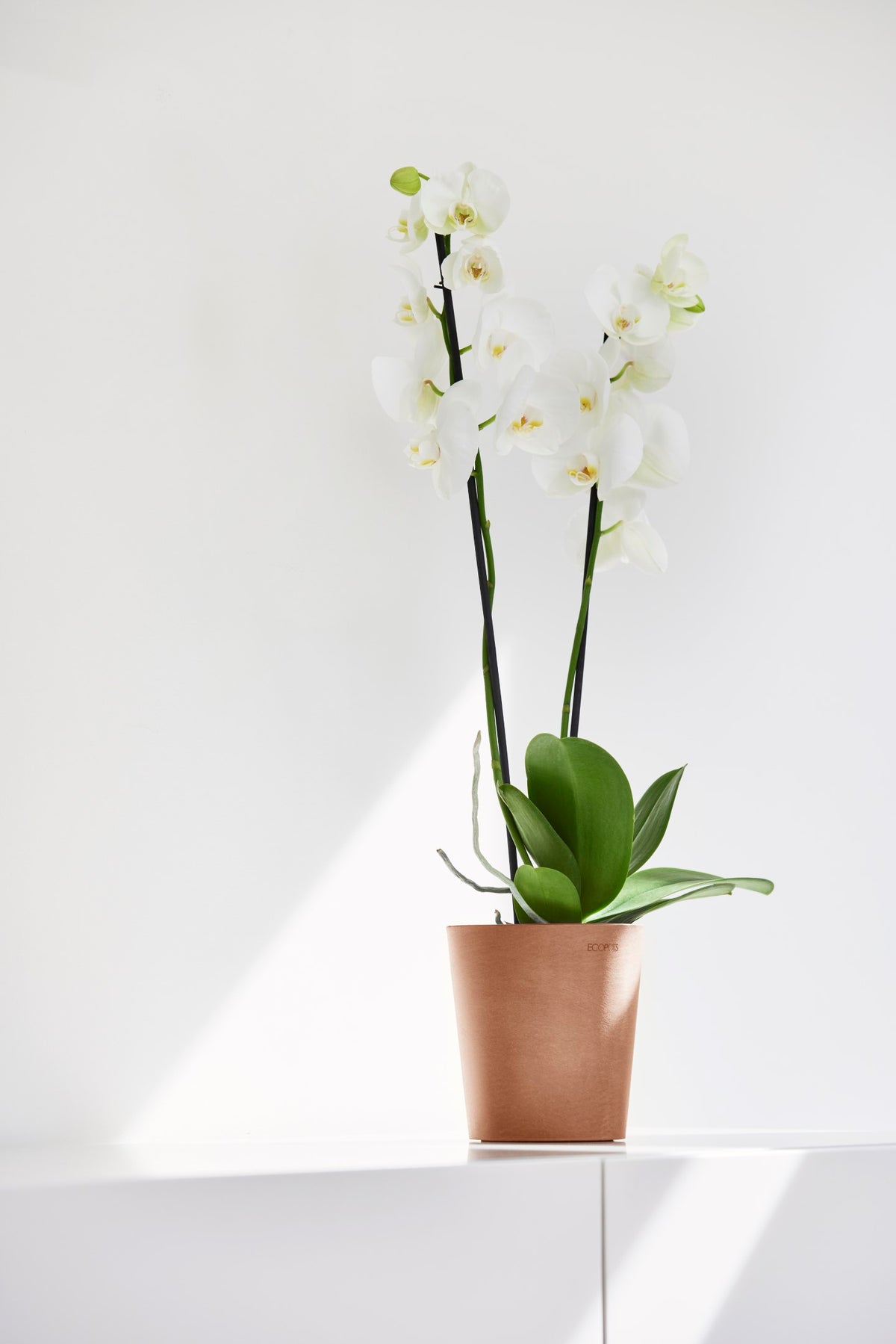 Kukkaruukku Morinda 11cm terracotta – tunnelmakuva