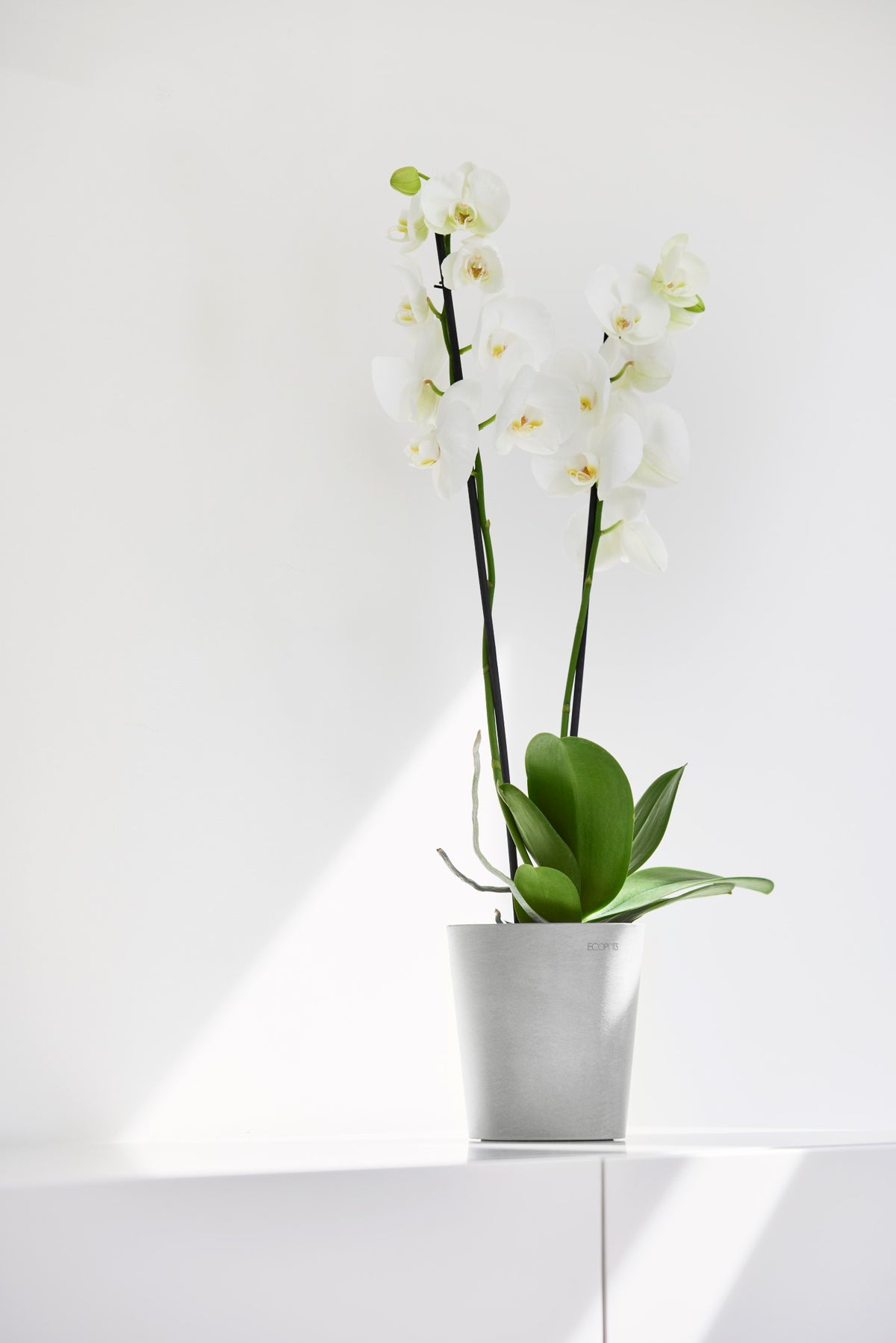 Kukkaruukku Morinda 11cm valkoharmaa – tunnelmakuva