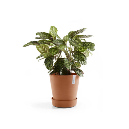 Aluslautanen Amsterdam pyörillä 30cm terracotta – kasvin kanssa