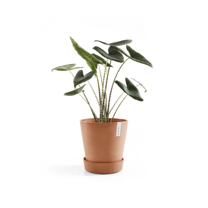 Aluslautanen Amsterdam pyörillä 60cm terracotta – kasvin kanssa 3