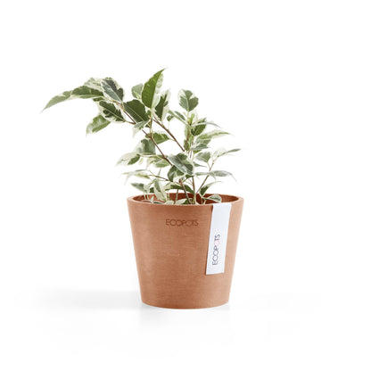 Kukkaruukku Amsterdam 10,5cm terracotta – kasvin kanssa