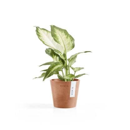 Kukkaruukku Amsterdam 10,5cm terracotta – kasvin kanssa 3