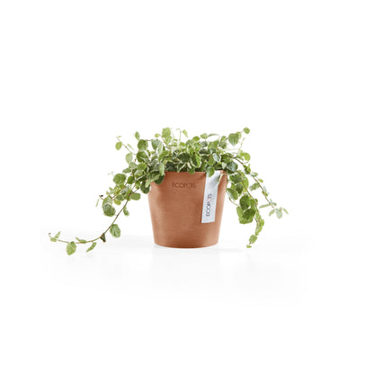 Kukkaruukku Amsterdam 10,5cm terracotta – kasvin kanssa 2