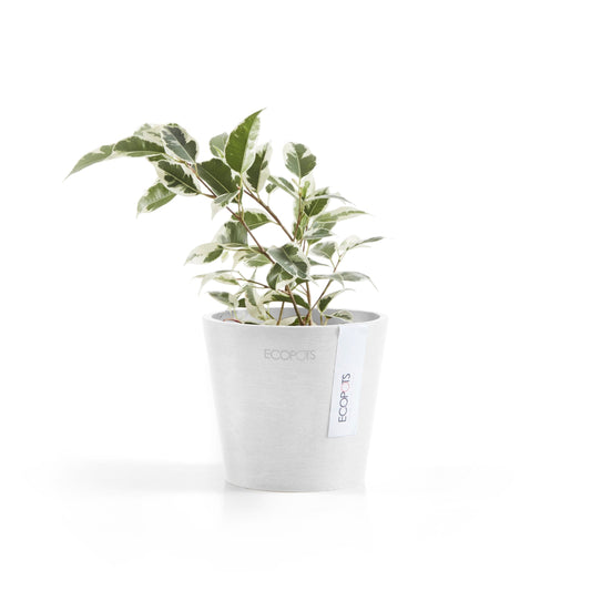 Kukkaruukku - Ecopots - Amsterdam 10,5cm valkoinen - Ecopotskauppa - Uuden aikakauden kukkaruukku