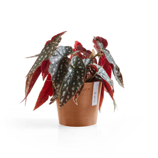 Kruka Amsterdam 13cm terrakotta