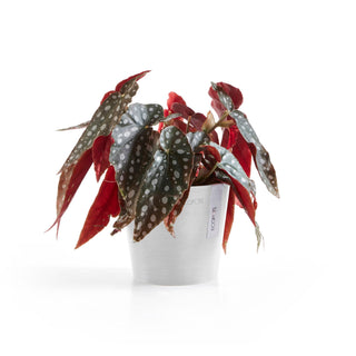 Kruka Amsterdam 13 cm vit