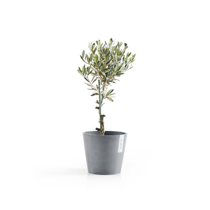 Kukkaruukku Amsterdam 20cm siniharmaa – kasvin kanssa 3