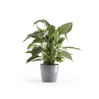 Kukkaruukku Amsterdam 20cm siniharmaa – kasvin kanssa 2