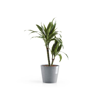 Kukkaruukku Amsterdam 20cm siniharmaa – kasvin kanssa