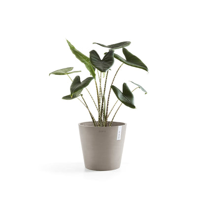 Kukkaruukku Amsterdam 25cm taupe – kasvin kanssa 3