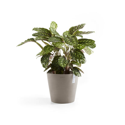 Kukkaruukku Amsterdam 25cm taupe – kasvin kanssa 2