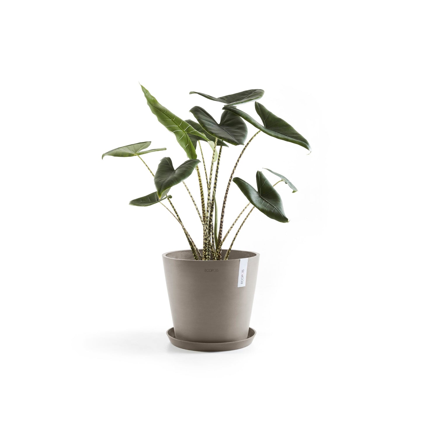 Kukkaruukku - Ecopots - Amsterdam 30cm taupe - Ecopotskauppa - Uuden aikakauden kukkaruukku