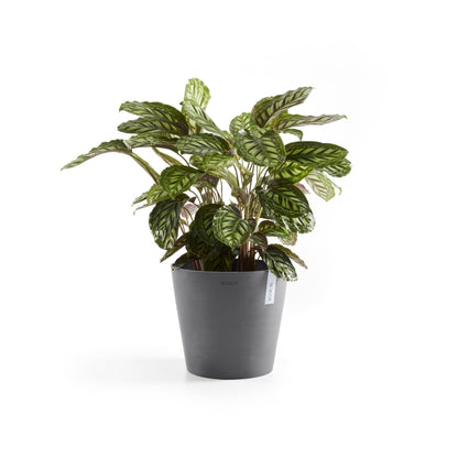 Kukkaruukku - Ecopots - Amsterdam 40cm harmaa - Ecopotskauppa - Uuden aikakauden kukkaruukku