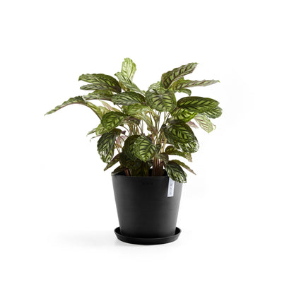 Kukkaruukku - Ecopots - Amsterdam 40cm tummanharmaa - Ecopotskauppa - Uuden aikakauden kukkaruukku