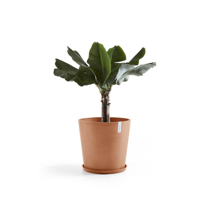 Kukkaruukku Amsterdam 60cm terracotta – aluslautasen ja kasvin kanssa 3