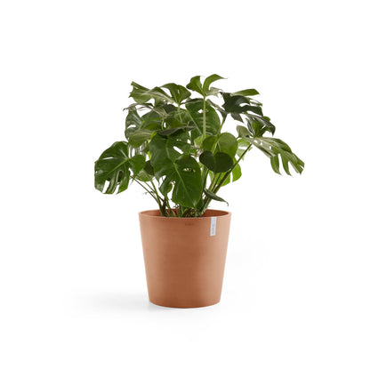 Kukkaruukku Amsterdam 60cm terracotta – kasvin kanssa 2