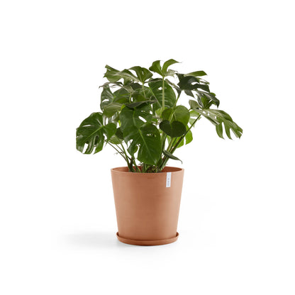 Kukkaruukku Amsterdam 60cm terracotta – aluslautasen ja kasvin kanssa