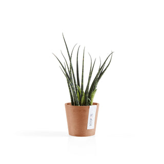 Kruka Amsterdam 8cm terrakotta