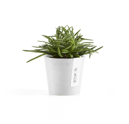 Kukkaruukku Amsterdam 8cm valkoinen – kasvin kanssa 2