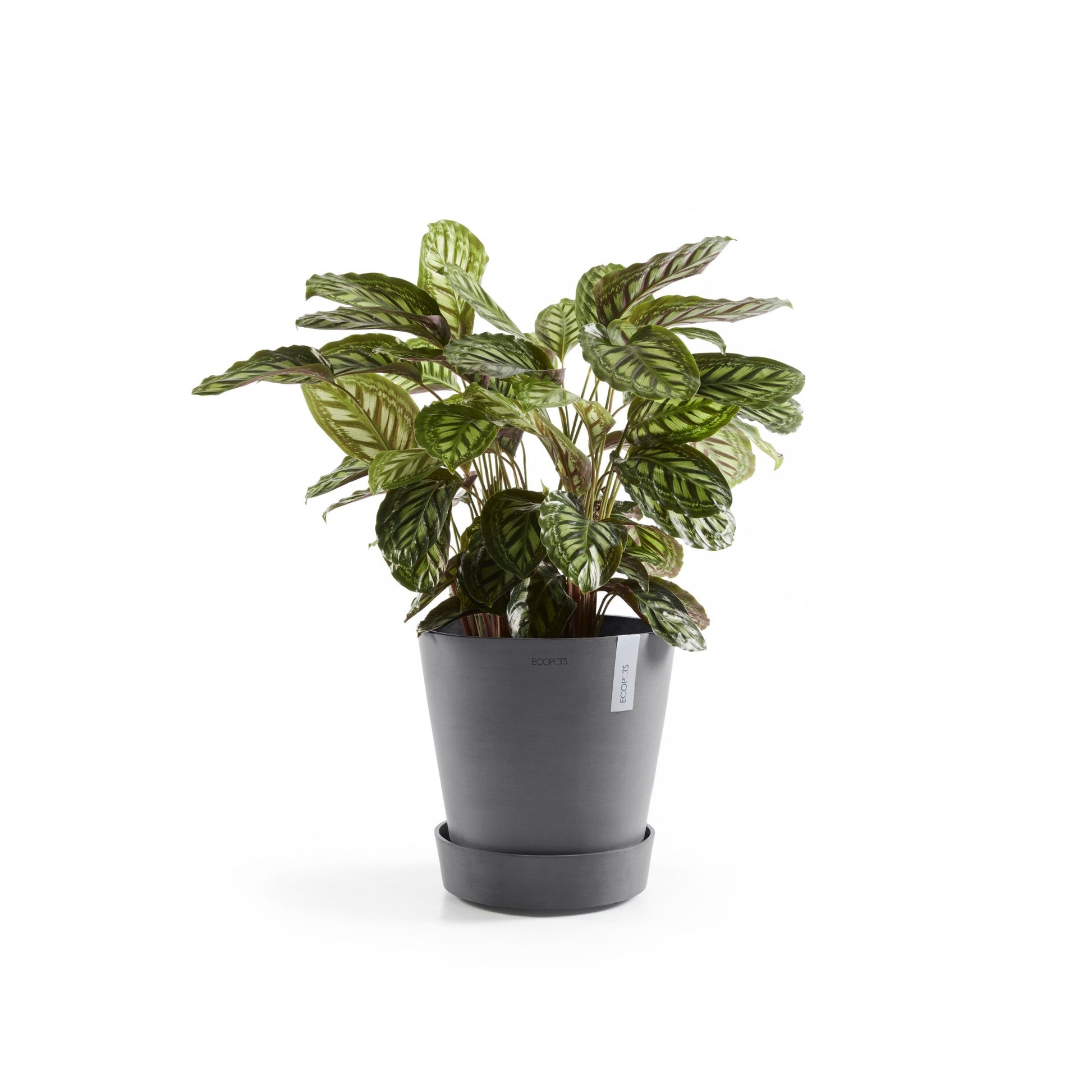 Kukkaruukku - Ecopots - Amsterdam aluslautanen pyörillä 40cm harmaa - Ecopotskauppa - Uuden aikakauden kukkaruukku