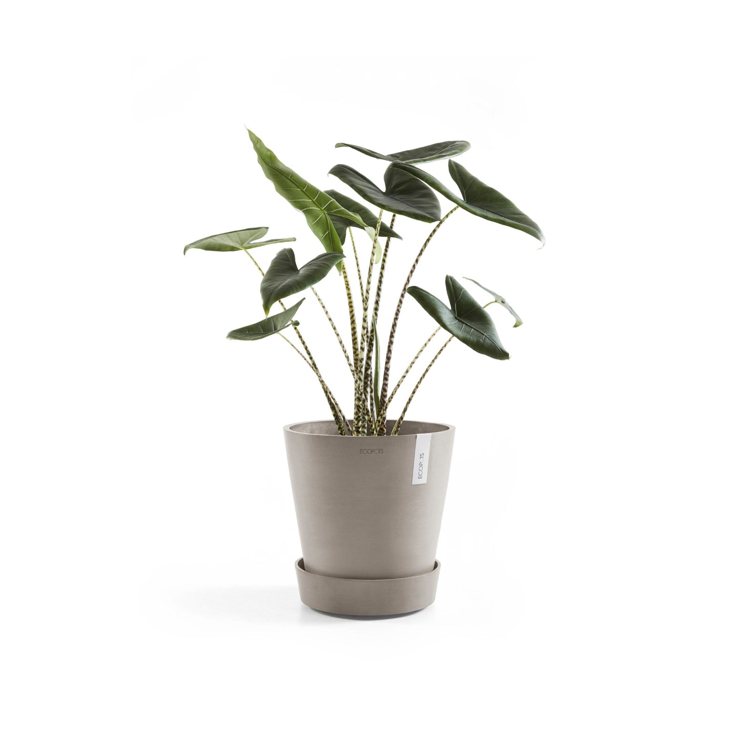 Kukkaruukku - Ecopots - Amsterdam aluslautanen pyörillä 40cm taupe - Ecopotskauppa - Uuden aikakauden kukkaruukku