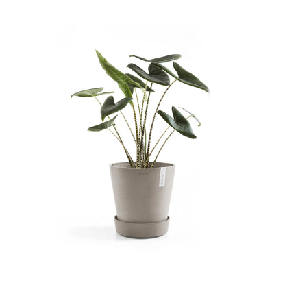 Aluslautanen Amsterdam pyörillä 40cm taupe – kasvin kanssa 2