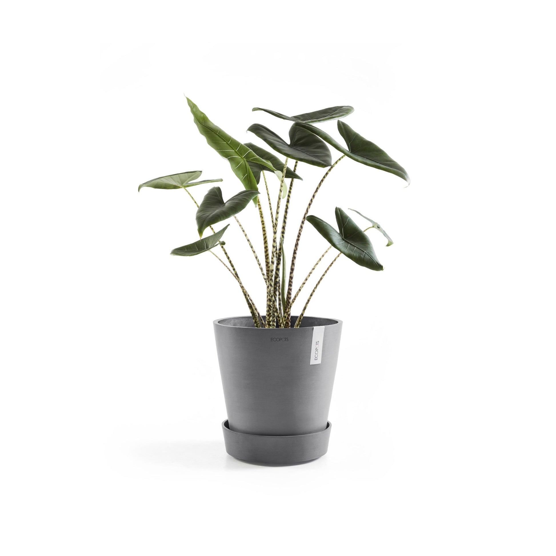 Kukkaruukku - Ecopots - Amsterdam aluslautanen pyörillä 50cm harmaa - Ecopotskauppa - Uuden aikakauden kukkaruukku