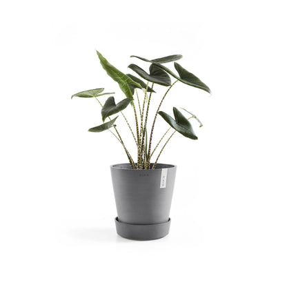 Kukkaruukku - Ecopots - Amsterdam aluslautanen pyörillä 50cm harmaa - Ecopotskauppa - Uuden aikakauden kukkaruukku