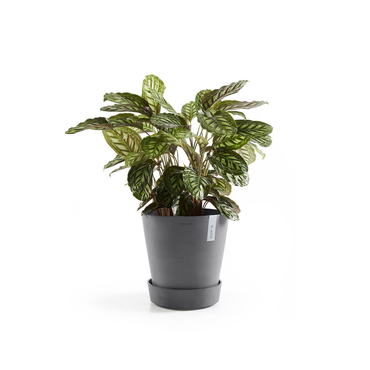 Kukkaruukku - Ecopots - Amsterdam aluslautanen pyörillä 60cm harmaa - Ecopotskauppa - Uuden aikakauden kukkaruukku