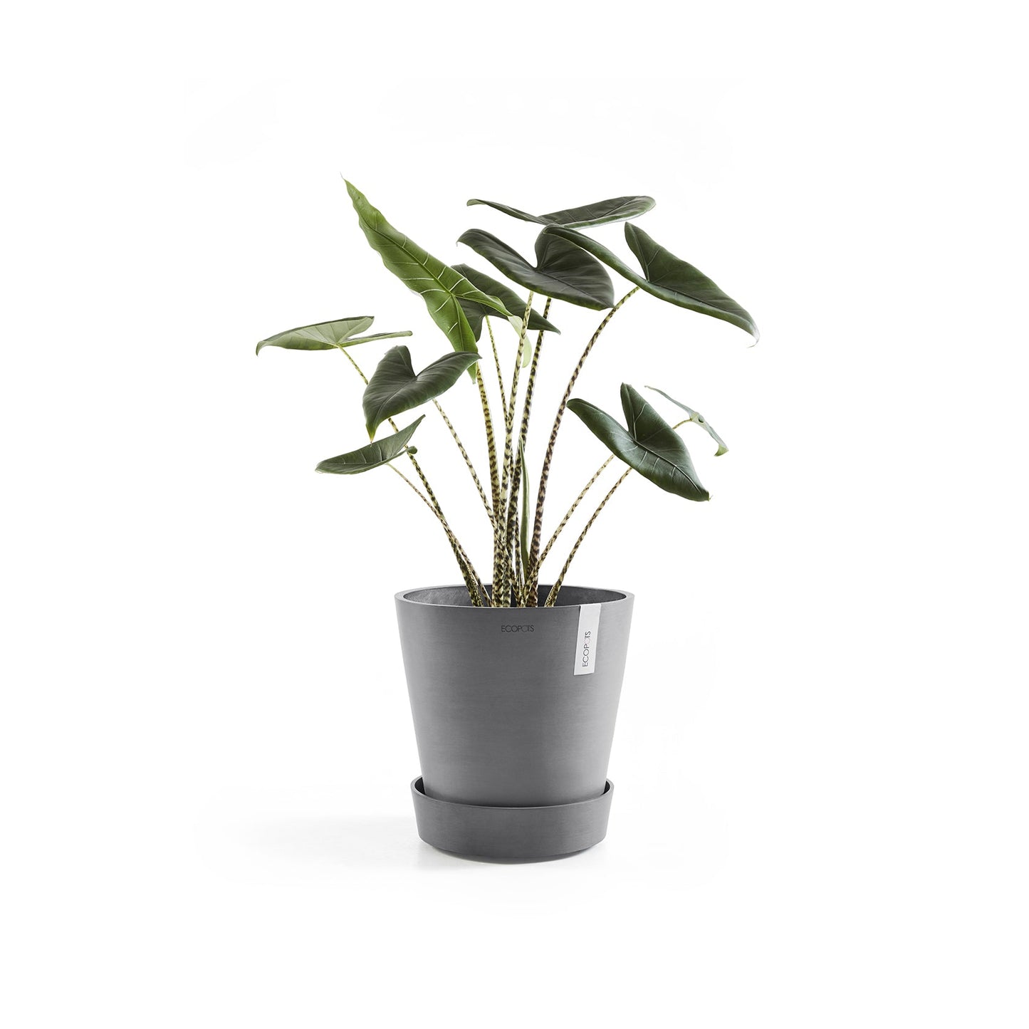 Kukkaruukku - Ecopots - Amsterdam aluslautanen pyörillä 60cm harmaa - Ecopotskauppa - Uuden aikakauden kukkaruukku