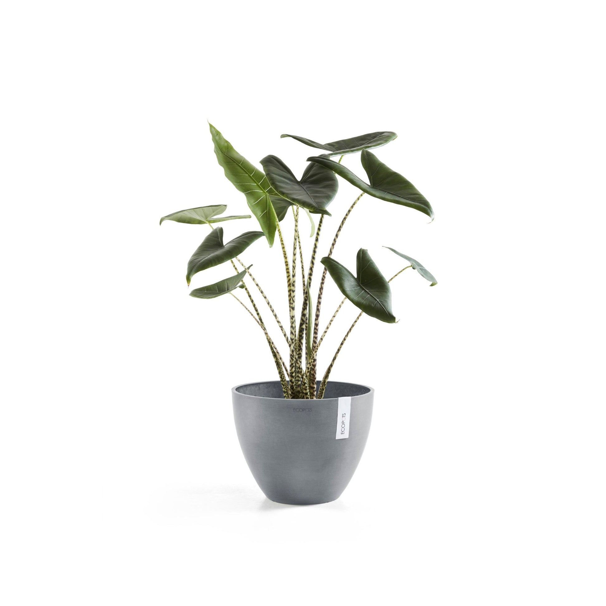 Kukkaruukku - Ecopots - Antwerpen 30cm siniharmaa - Ecopotskauppa - Uuden aikakauden kukkaruukku