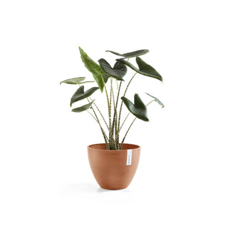 Kruka Antwerpen 30cm terrakotta