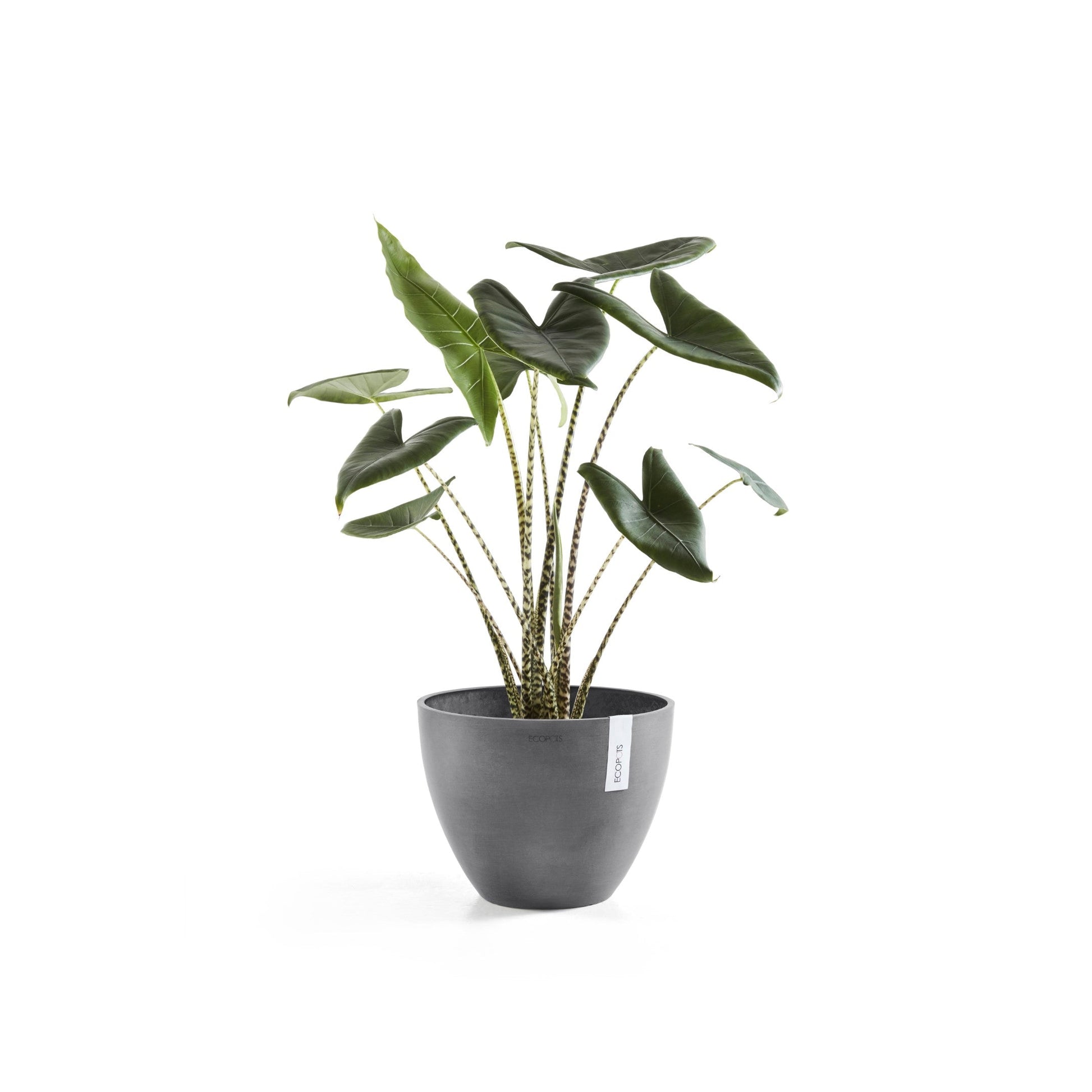 Kukkaruukku - Ecopots - Antwerpen 40cm harmaa - Ecopotskauppa - Uuden aikakauden kukkaruukku