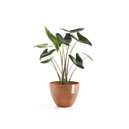 Kukkaruukku Antwerpen 40cm terracotta – kasvin kanssa 3