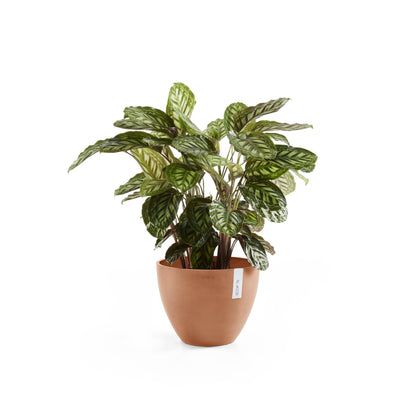 Kukkaruukku Antwerpen 40cm terracotta – kasvin kanssa 2