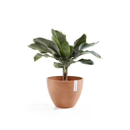 Kukkaruukku Antwerpen 40cm terracotta – kasvin kanssa
