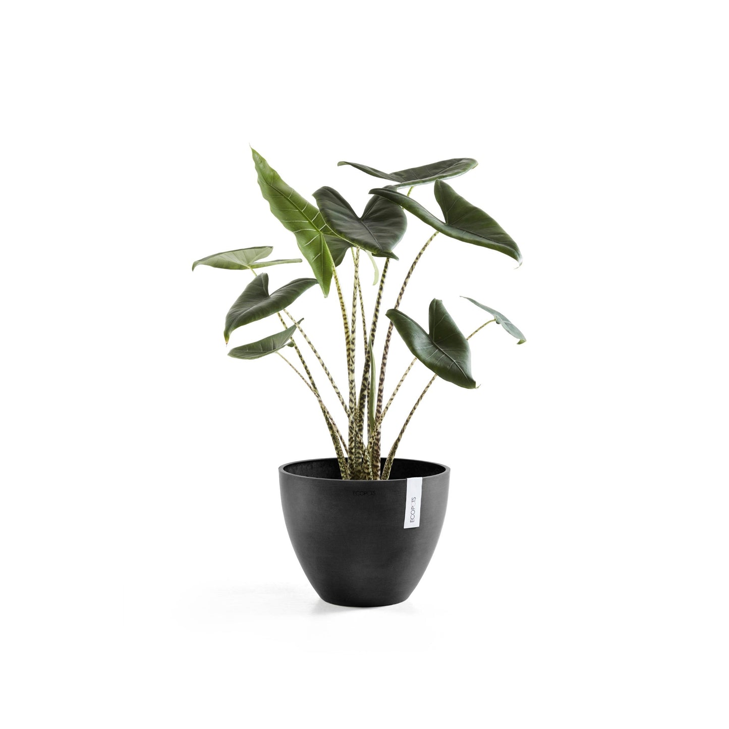 Kukkaruukku - Ecopots - Antwerpen 40cm tummanharmaa - Ecopotskauppa - Uuden aikakauden kukkaruukku