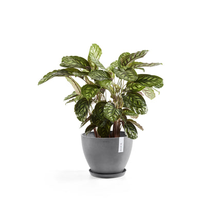 Kukkaruukku - Ecopots - Antwerpen 50cm harmaa - Ecopotskauppa - Uuden aikakauden kukkaruukku