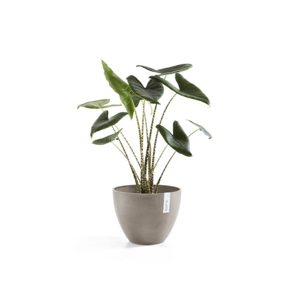 Kukkaruukku Antwerpen 50cm taupe – kasvin kanssa 2